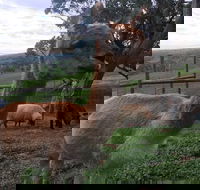 Morella Farm Stay - Adwords Guide