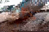 Batchelor Butterfly Farm