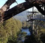 Tahune Air Walk Lodge - Adwords Guide