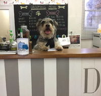 Doggie Barber - Adwords Guide