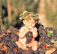 Shannonvale Tropical Fruit Winery - Adwords Guide