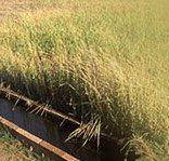 Rural Pumping Solutions - Adwords Guide