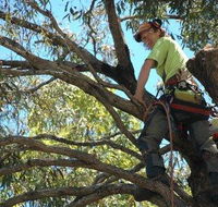 Tallow Tree Services Pty Ltd - Adwords Guide