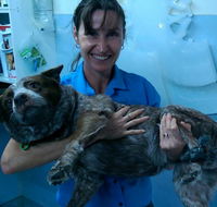 Proserpine Vet Surgery - Adwords Guide