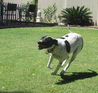 Blackwater Veterinary Surgery Boarding Kennels - Adwords Guide