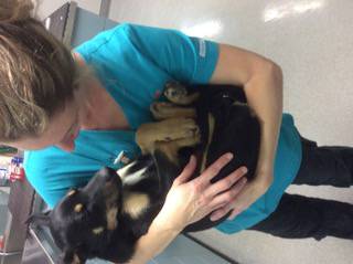 Bayview Vets