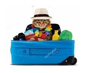 Better Pet Vets Northern Beaches