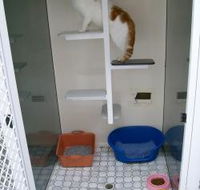 Catalina Cat Boarding - Adwords Guide