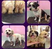 Cobbers Dog Grooming Salon - Adwords Guide