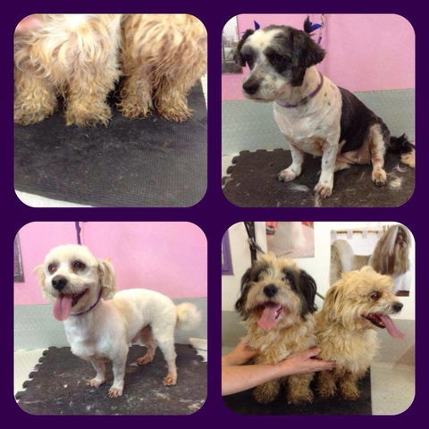 Cobbers Dog Grooming Salon - Adwords Guide 0