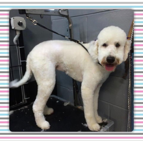 Cobbers Dog Grooming Salon - Adwords Guide 2