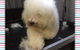 Cobbers Dog Grooming Salon - thumb 3