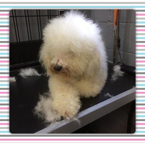 Cobbers Dog Grooming Salon - Adwords Guide 3
