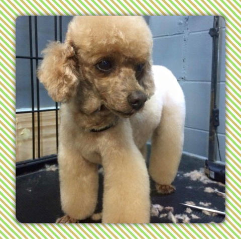 Cobbers Dog Grooming Salon - Adwords Guide 4