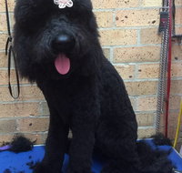 Bubbles Grooming Salon - Adwords Guide
