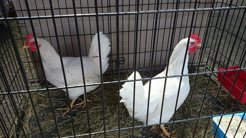 Country Wide Rural Merchants - Adwords Guide 4