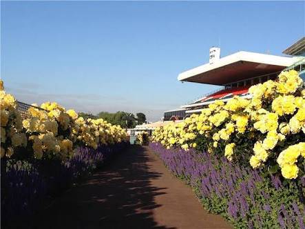 Allora Rose Gardens - Adwords Guide 1