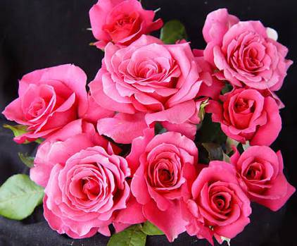 Allora Rose Gardens - Adwords Guide 2