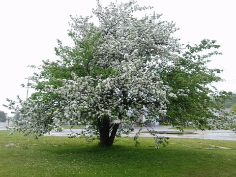 Huron Inn - Adwords Guide 9