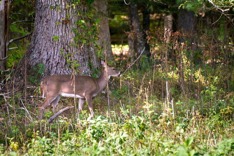 A Walk In The Woods - Adwords Guide 3