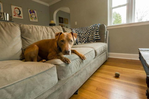 K9 Cottage @ PupPad Mainline - Adwords Guide 3